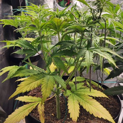 Mango Mrrr  #1 growlog timeline photo