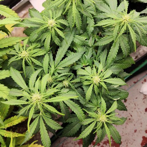 Methane #1 growlog timeline photo