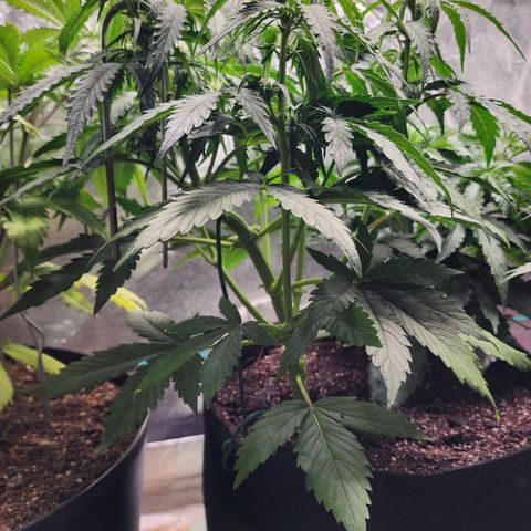 Methane #1 growlog timeline photo