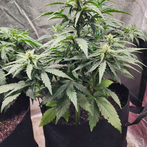 Gorilla Glue #1 growlog timeline photo