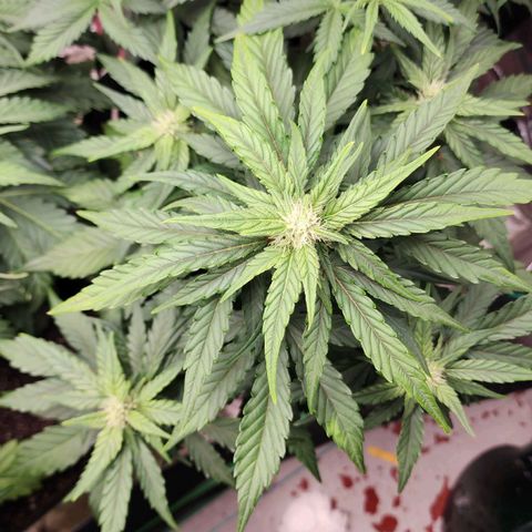 Gorilla Glue #1 growlog timeline photo