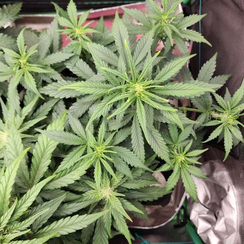 Gorilla Glue #2 growlog timeline photo