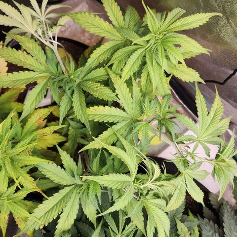 Mango Mrrr  #2 growlog timeline photo