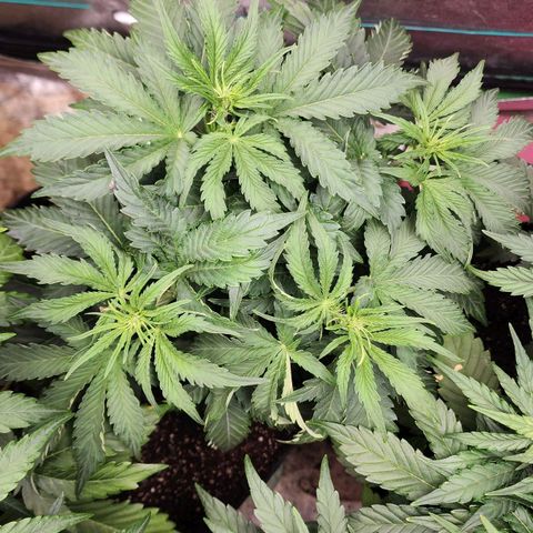 Methane #2 growlog timeline photo