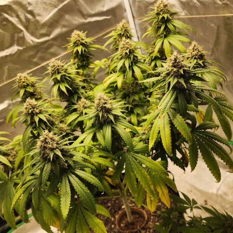 The Magus growlog timeline photo