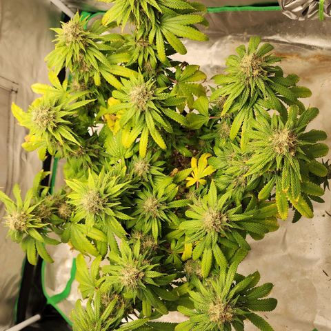 The Magus growlog timeline photo