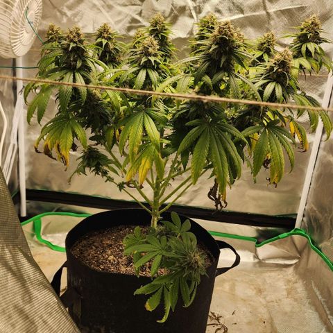 The Magus growlog timeline photo