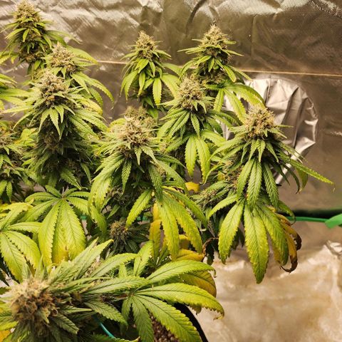 The Magus growlog timeline photo