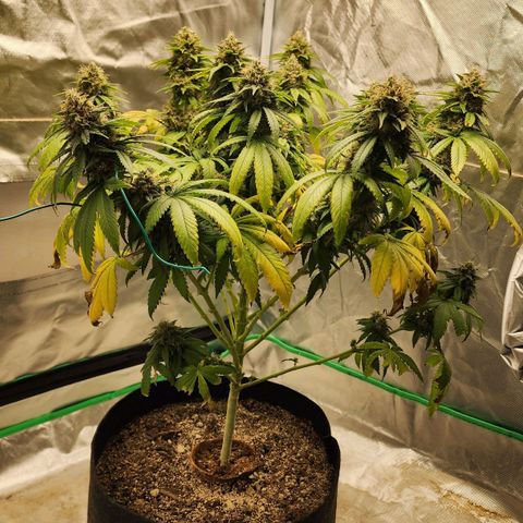 The Magus growlog timeline photo