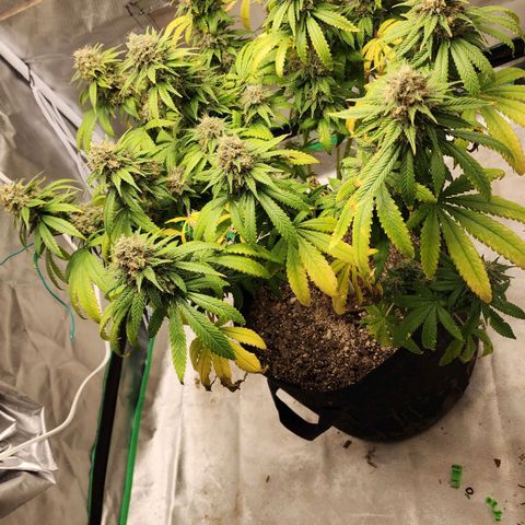 The Magus growlog timeline photo