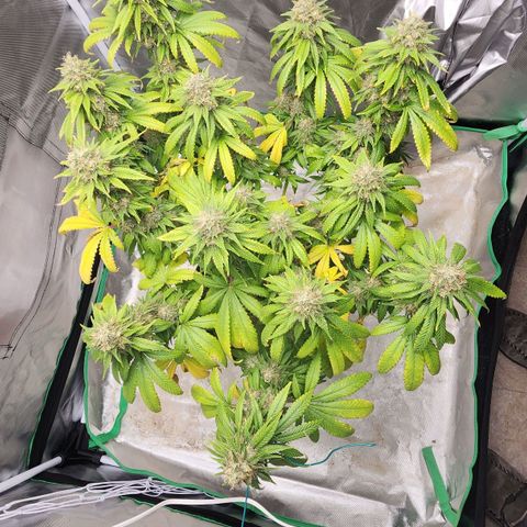 The Magus growlog timeline photo