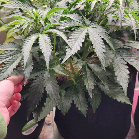 Methane #2 growlog timeline photo