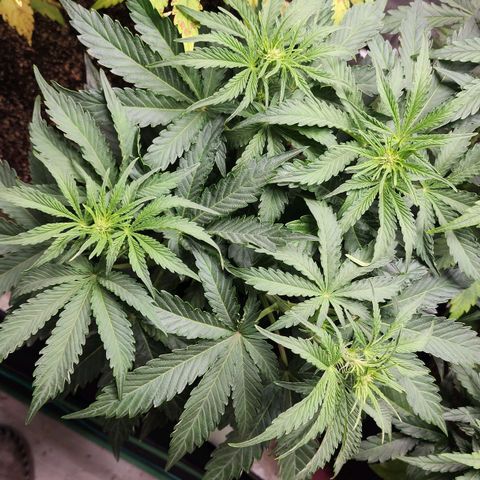 Methane #2 growlog timeline photo