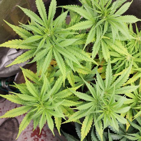 Mango Mrrr  #2 growlog timeline photo