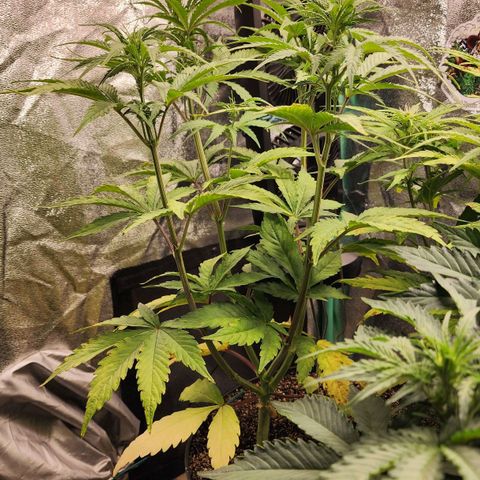 Mango Mrrr  #2 growlog timeline photo
