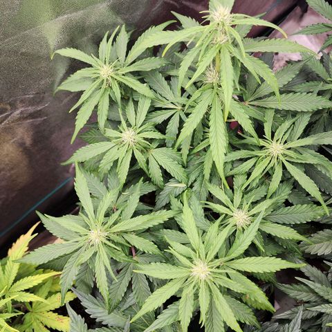 Methane #1 growlog timeline photo