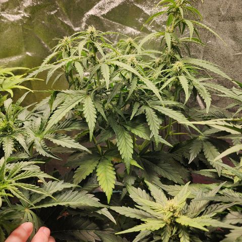 Methane #1 growlog timeline photo