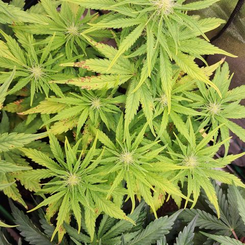 Mango Mrrr  #1 growlog timeline photo