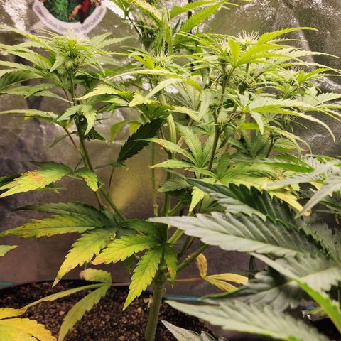 Mango Mrrr  #1 growlog timeline photo