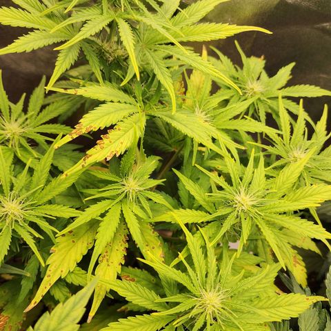 Mango Mrrr  #1 growlog timeline photo