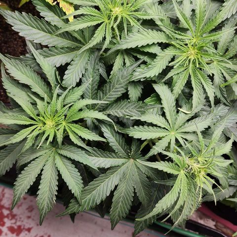 Methane #2 growlog timeline photo