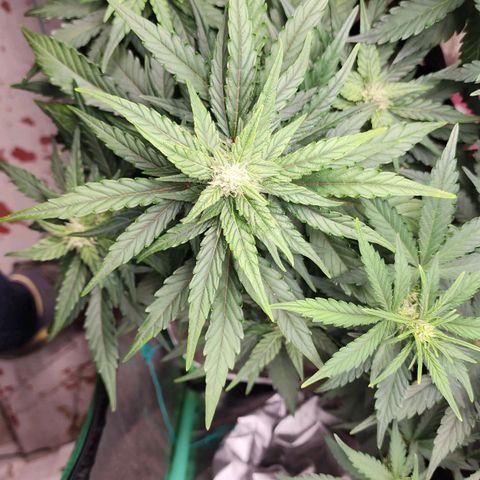Gorilla Glue #1 growlog timeline photo