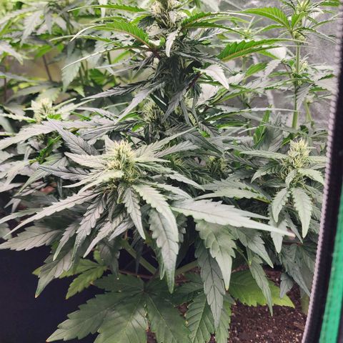 Gorilla Glue #1 growlog timeline photo