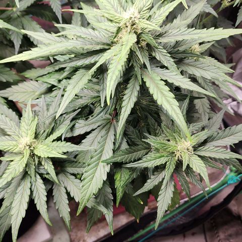 Gorilla Glue #1 growlog timeline photo