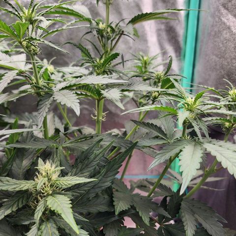 Gorilla Glue #2 growlog timeline photo