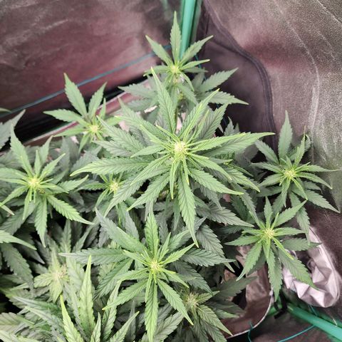Gorilla Glue #2 growlog timeline photo
