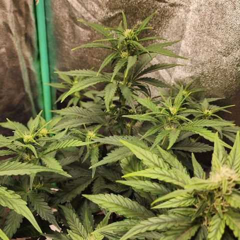 Gorilla Glue #2 growlog timeline photo