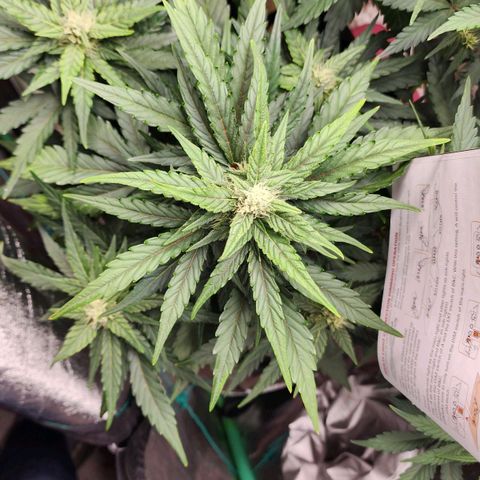 Gorilla Glue #1 growlog timeline photo