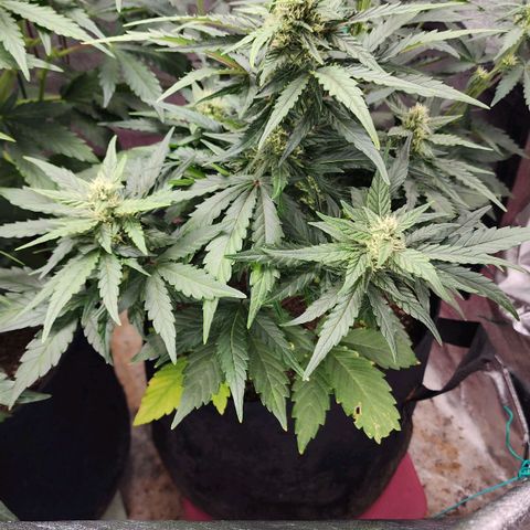 Gorilla Glue #1 growlog timeline photo