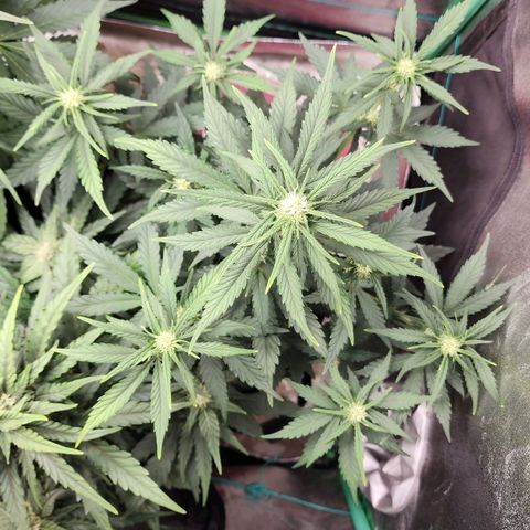 Gorilla Glue #2 growlog timeline photo