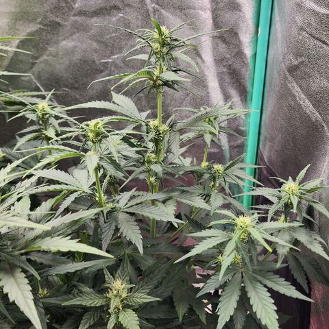 Gorilla Glue #2 growlog timeline photo