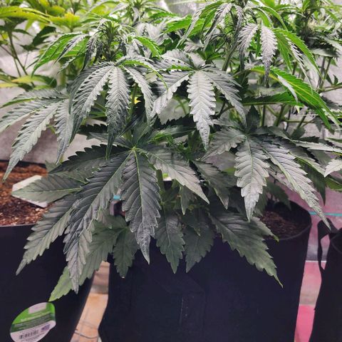 Methane #2 growlog timeline photo