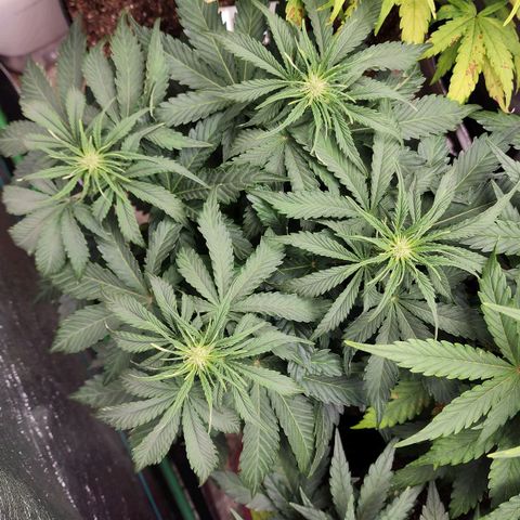 Methane #2 growlog timeline photo