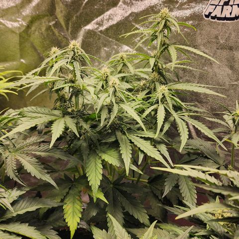 Methane #1 growlog timeline photo