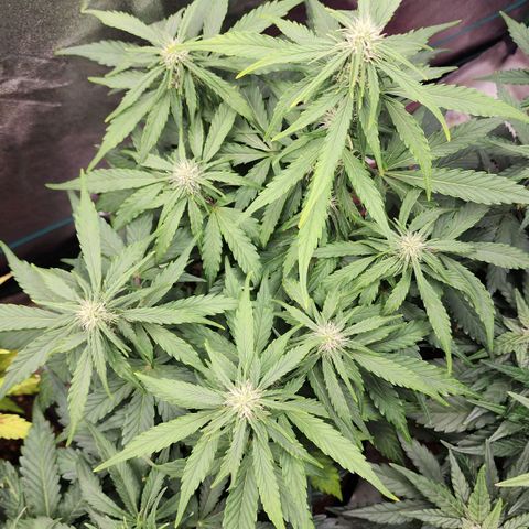 Methane #1 growlog timeline photo