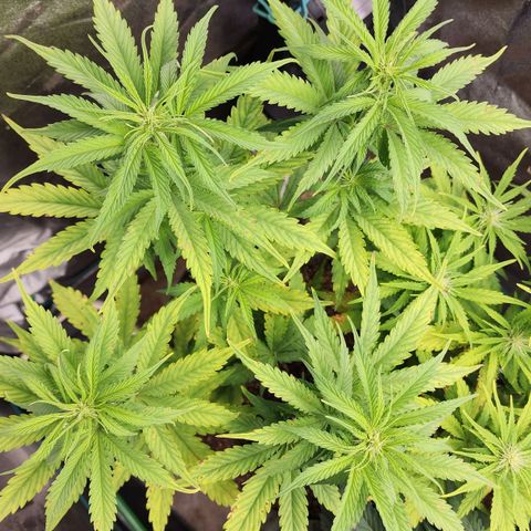 Mango Mrrr  #2 growlog timeline photo