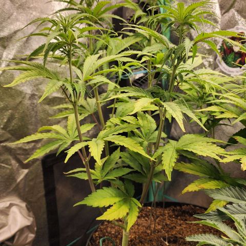 Mango Mrrr  #2 growlog timeline photo