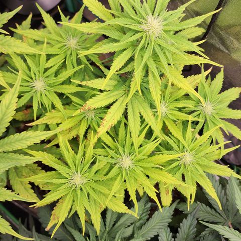 Mango Mrrr  #1 growlog timeline photo