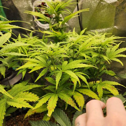Mango Mrrr  #1 growlog timeline photo