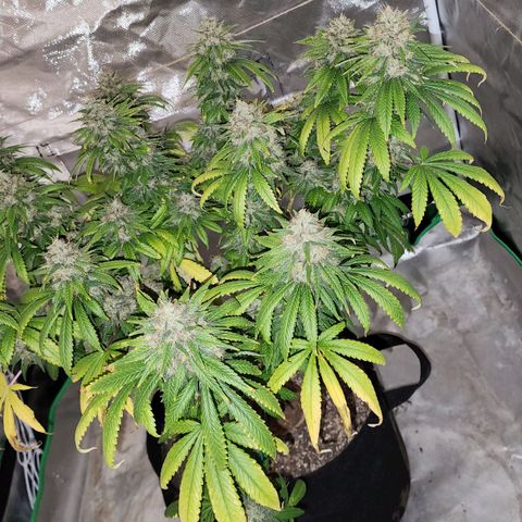 The Magus growlog timeline photo