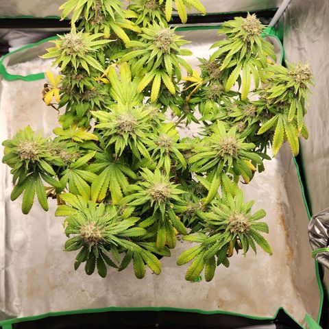 The Magus growlog timeline photo