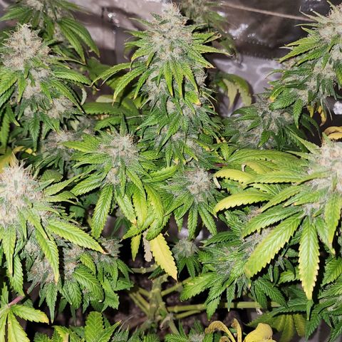 The Magus growlog timeline photo
