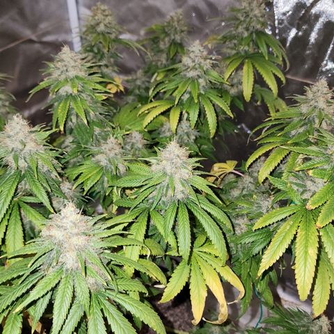 The Magus growlog timeline photo