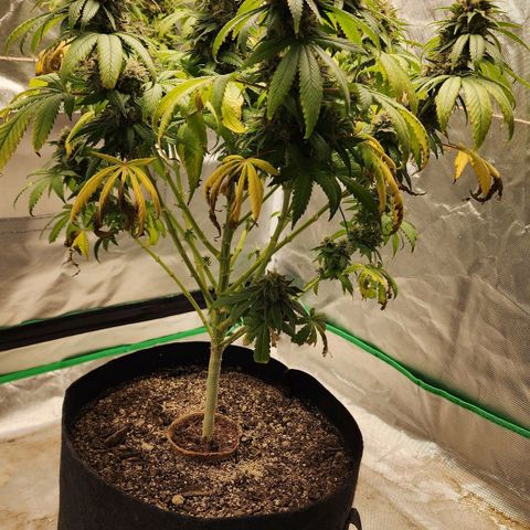 The Magus growlog timeline photo