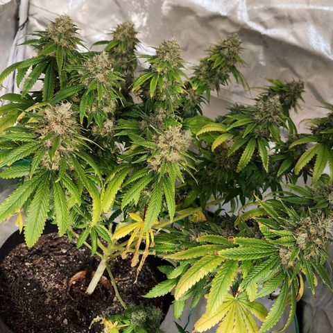 The Magus growlog timeline photo