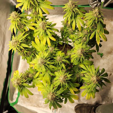 The Magus growlog timeline photo